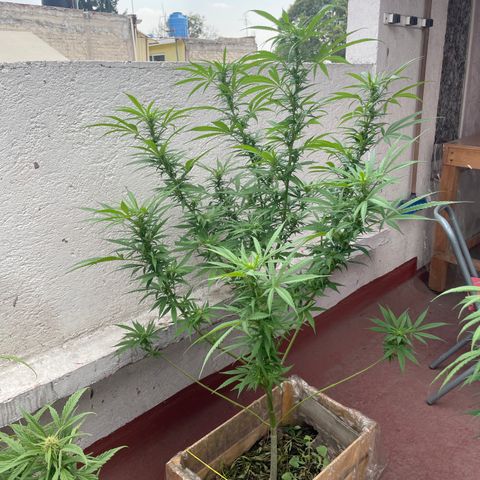 Lemon cake 6 growlog timeline photo