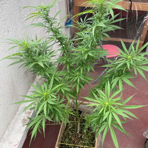 Lemon cake 6 growlog timeline photo