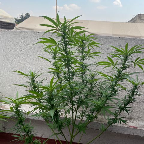 Lemon cake 6 growlog timeline photo