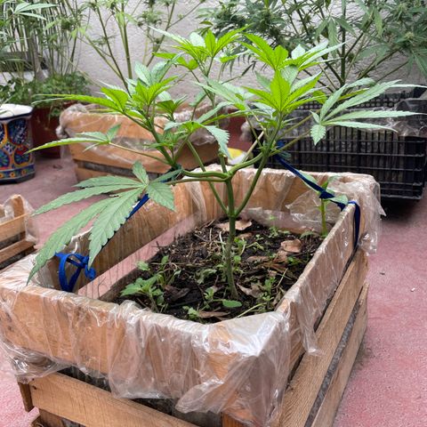King cake  growlog timeline photo