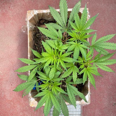 King cake  growlog timeline photo