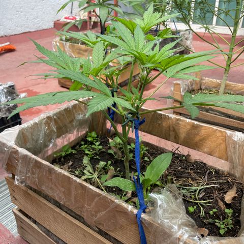 King cake  growlog timeline photo