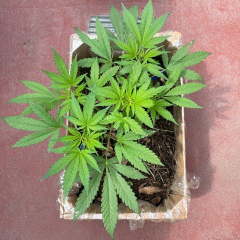 King cake  growlog timeline photo