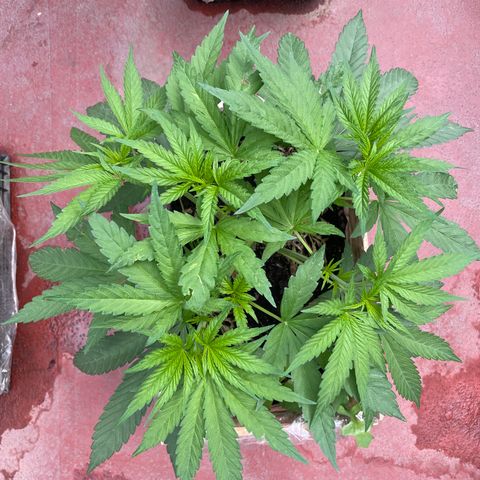 Orange juice  growlog timeline photo