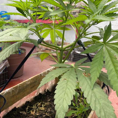 Orange juice  growlog timeline photo