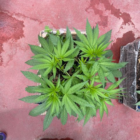 Orange juice  growlog timeline photo