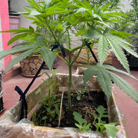 Orange juice  growlog timeline photo