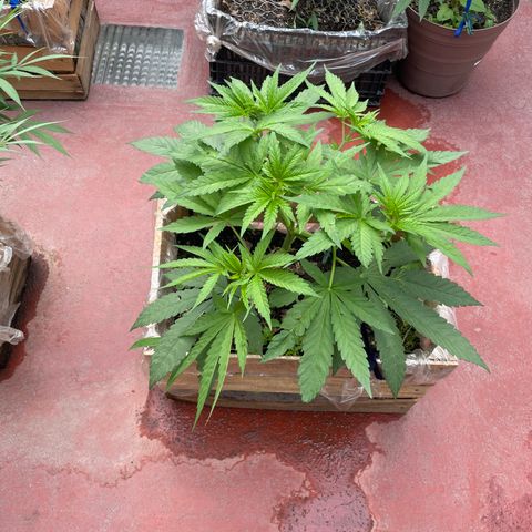 Orange juice  growlog timeline photo