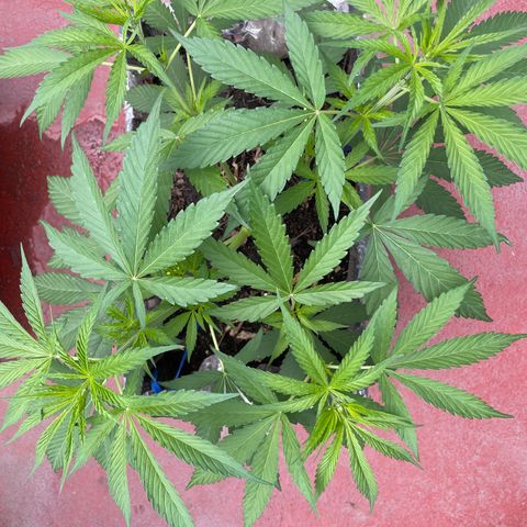Tangie 2 growlog timeline photo