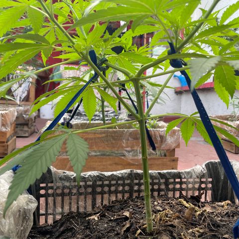 Tangie 2 growlog timeline photo