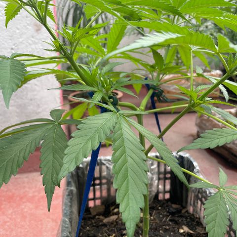 Tangie 2 growlog timeline photo