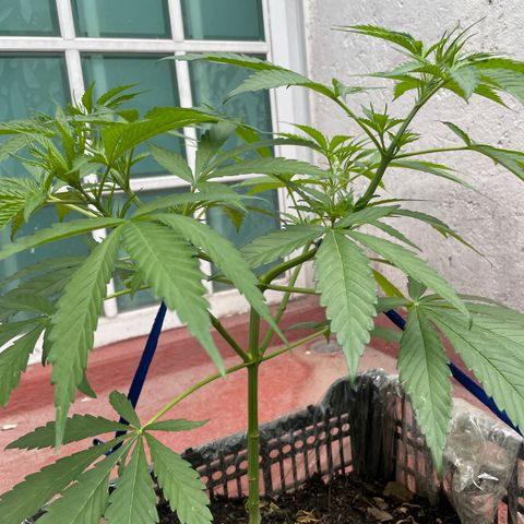 Tangie 2 growlog timeline photo