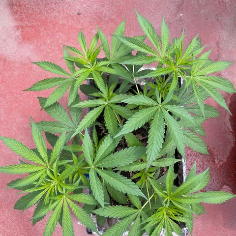 Tangie 2 growlog timeline photo