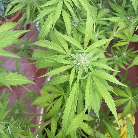 Orange juice(??? growlog timeline photo