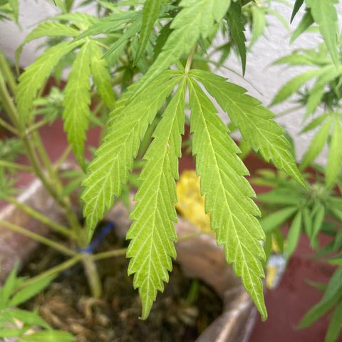 Orange juice(??? growlog timeline photo