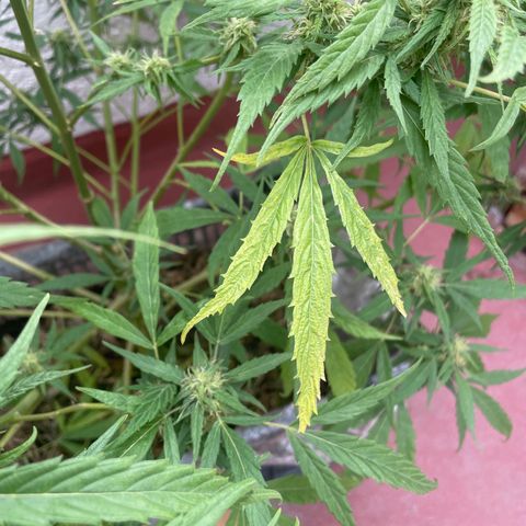 Orange juice(??? growlog timeline photo