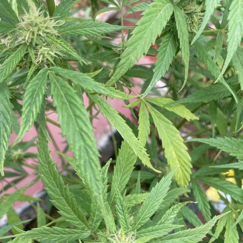 Orange juice(??? growlog timeline photo