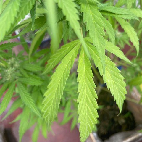 Orange juice(??? growlog timeline photo