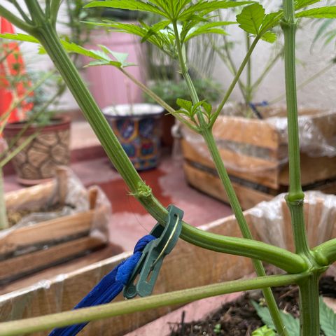 King cake  growlog timeline photo
