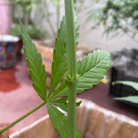 King cake  growlog timeline photo