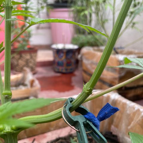 King cake  growlog timeline photo