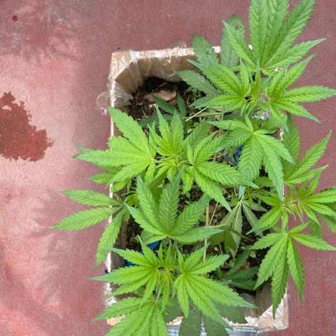 King cake  growlog timeline photo