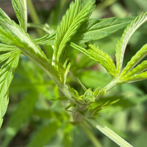 Tangie 2 growlog timeline photo