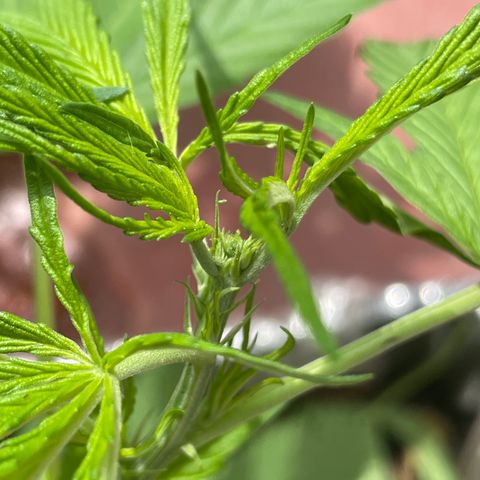 Tangie 2 growlog timeline photo