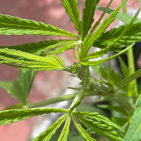 Tangie 2 growlog timeline photo