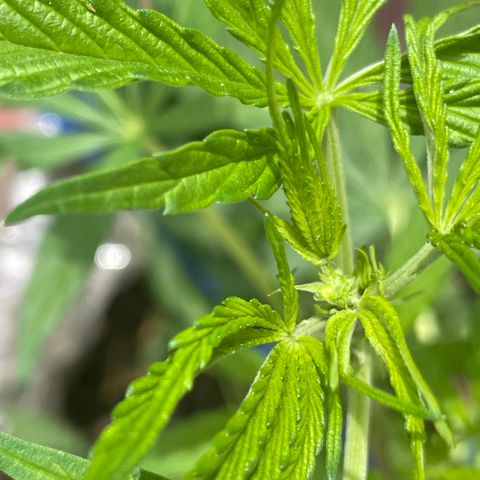 Tangie 2 growlog timeline photo