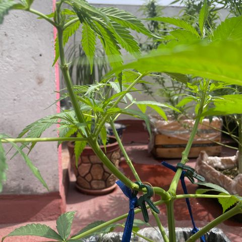 Tangie 2 growlog timeline photo
