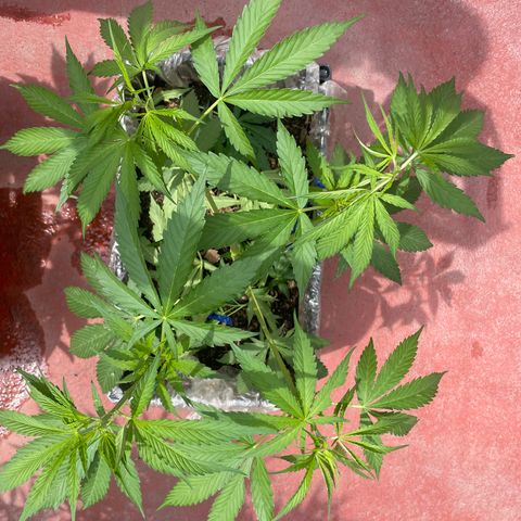 Tangie 2 growlog timeline photo