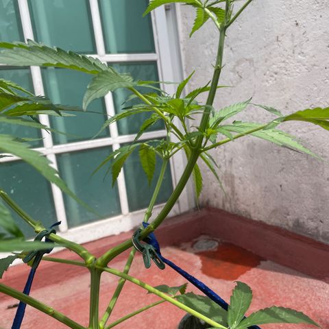 Tangie 2 growlog timeline photo