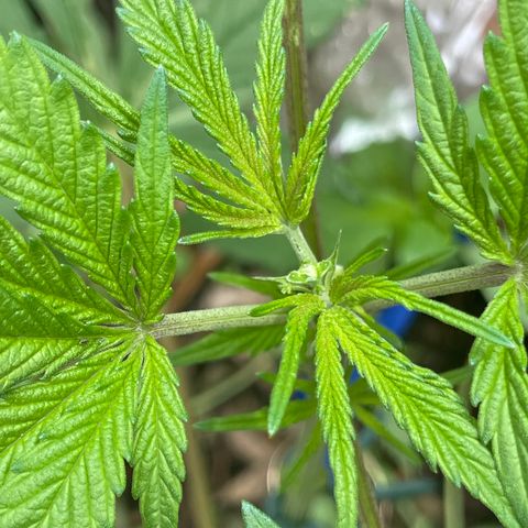 King cake  growlog timeline photo