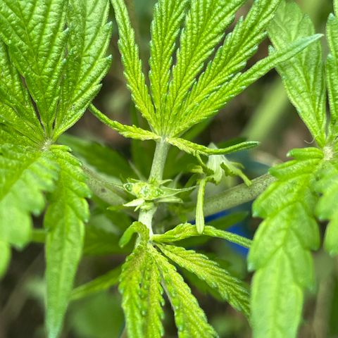 King cake  growlog timeline photo