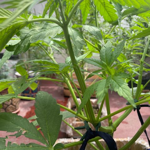 Orange juice  growlog timeline photo