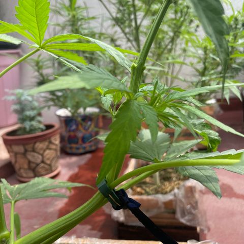 Orange juice  growlog timeline photo