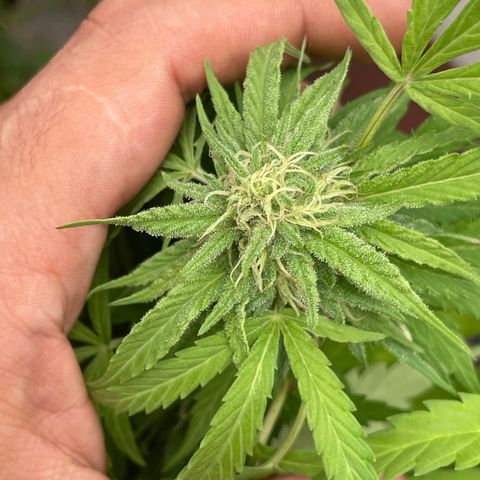 Orange juice(??? growlog timeline photo