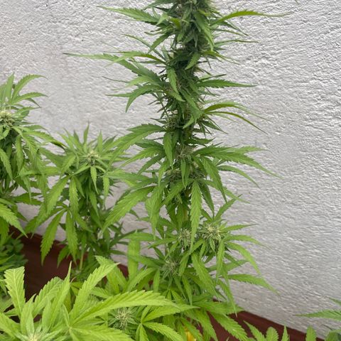 Orange juice(??? growlog timeline photo