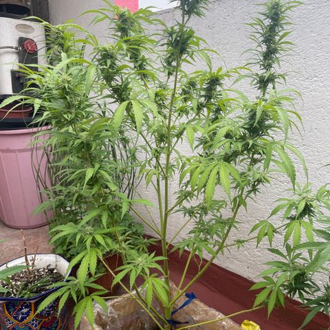 Orange juice(??? growlog timeline photo