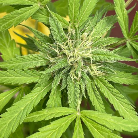Orange juice(??? growlog timeline photo