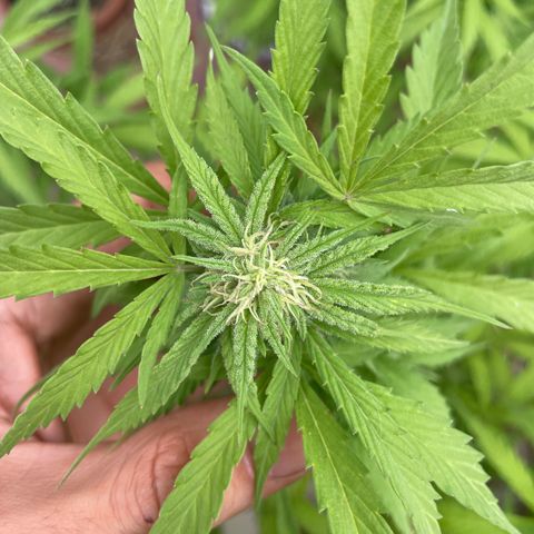 Orange juice(??? growlog timeline photo