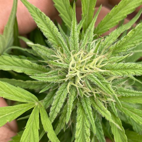 Orange juice(??? growlog timeline photo