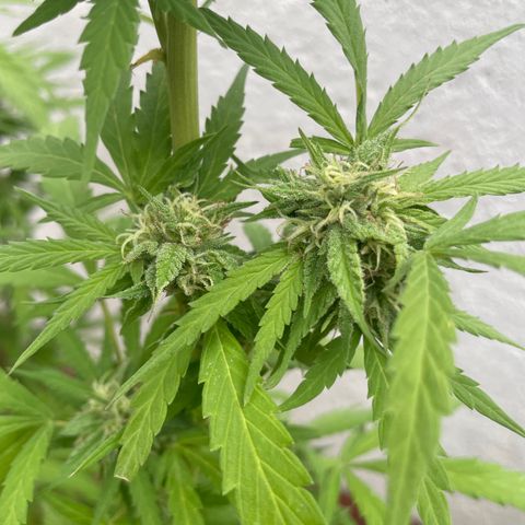 Orange juice(??? growlog timeline photo