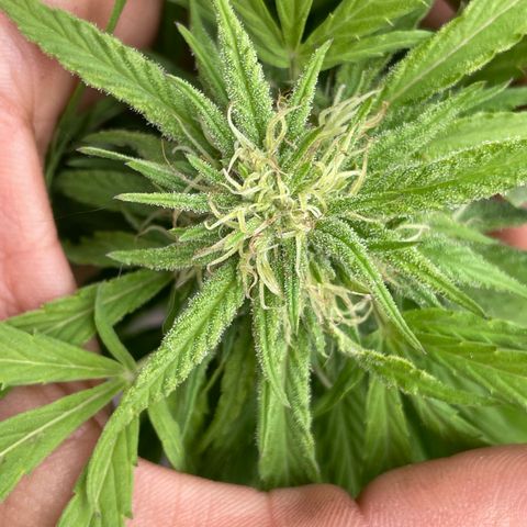 Orange juice(??? growlog timeline photo
