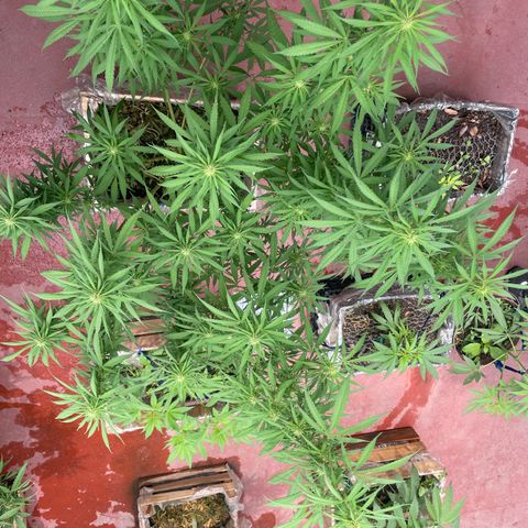 Lemon cake 3 growlog timeline photo