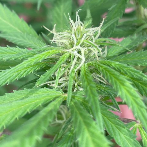 Lemon cake 3 growlog timeline photo