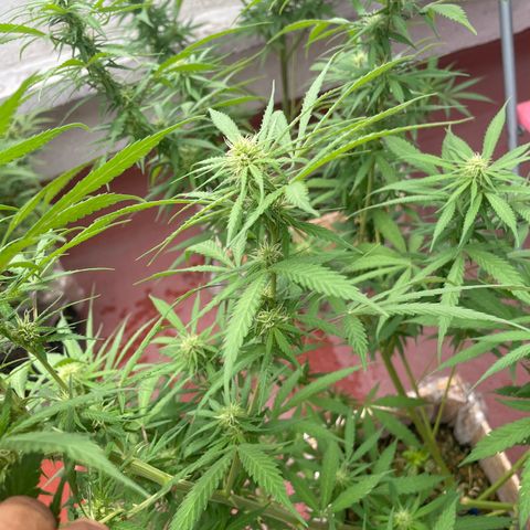 Lemon cake 3 growlog timeline photo