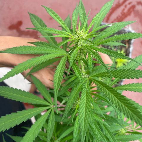 Lemon cake 3 growlog timeline photo