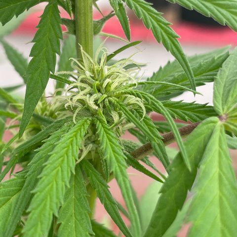 Lemon cake 3 growlog timeline photo
